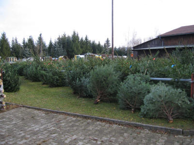 Weihnachtsbäume Uhlandhof in Hattenhofen Kreis Göppingen